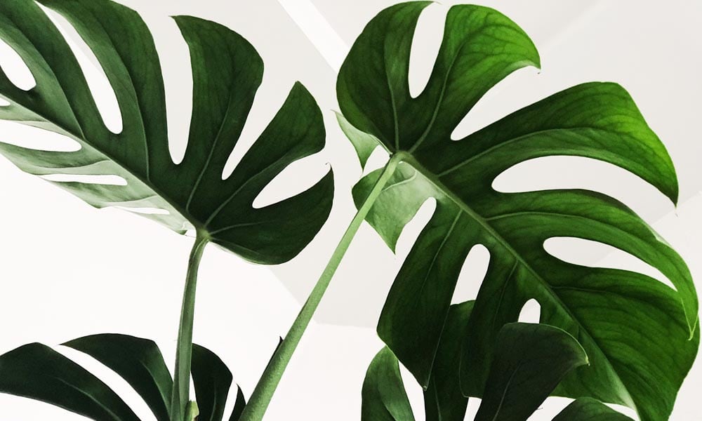 Monstera Botanicals Peel And Stick Removable Wallpaper  Love vs Design